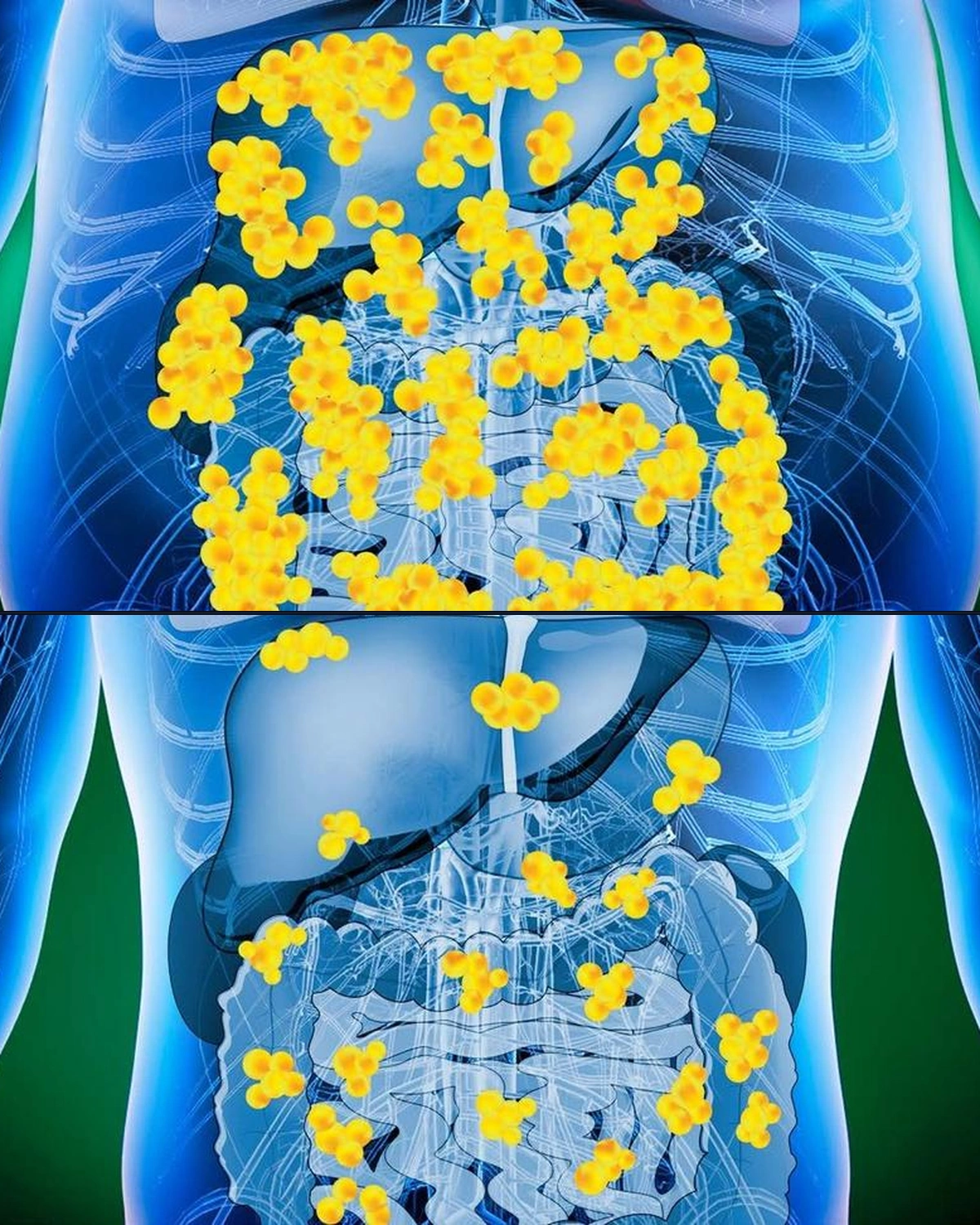 Modelo Anatómico 3D: Grasa Visceral y Acción de Probix